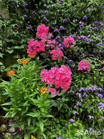 Флоксы многолетние, сортовые