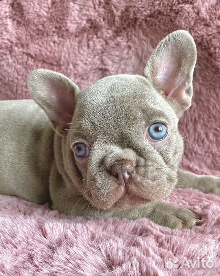 Французский бульдог Isabella Newshade