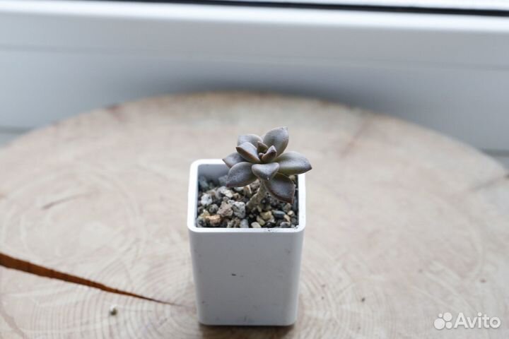 Суккуленты (детки)