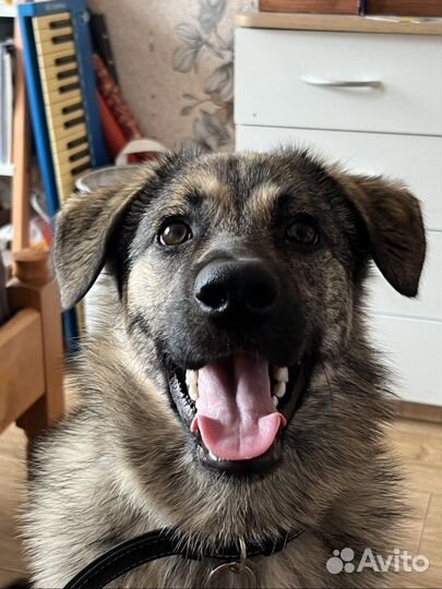 Собака в добрые руки