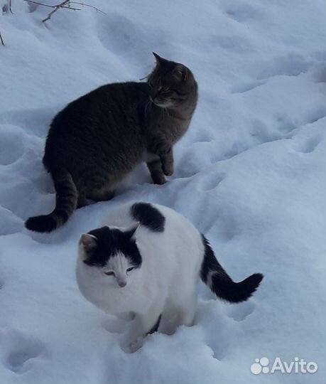 Котята девочки 8-10 мес