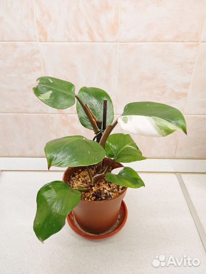 Филодендроны white кнайт и розовая принцесса