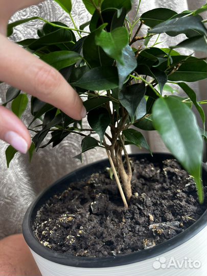 Фикус бенджамина плетеный