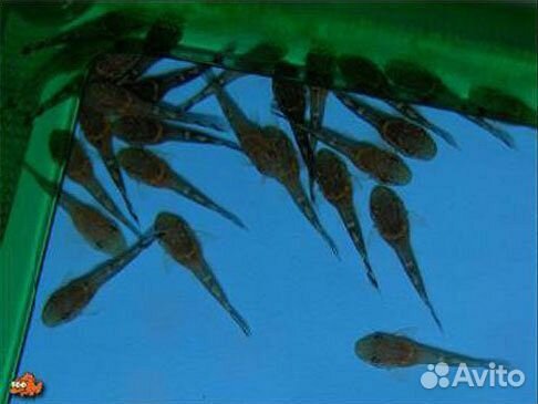 Сомики анциструсы