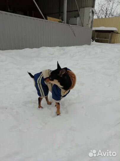 Той-терьер вязка