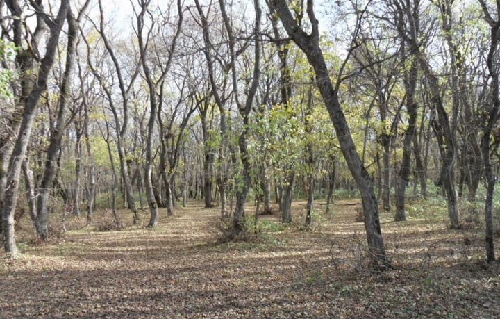 Участок 30 сот. (ИЖС)