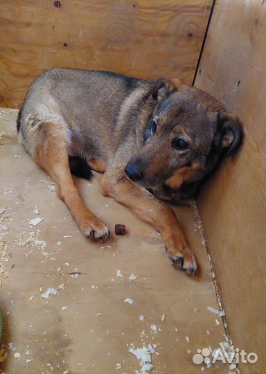 Одинокая жизнь