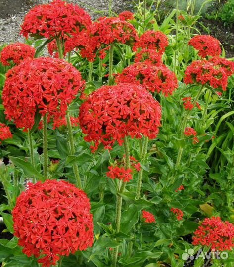 Саженцы цветов и других растений