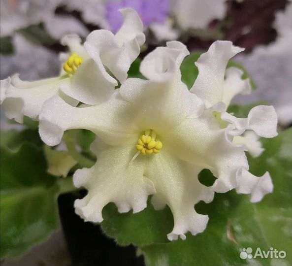 Фиалка (листы с детками)