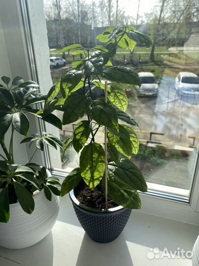 Клеродендрум