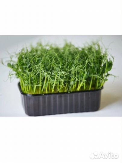 Горох микрозелень и коврики для выращивания