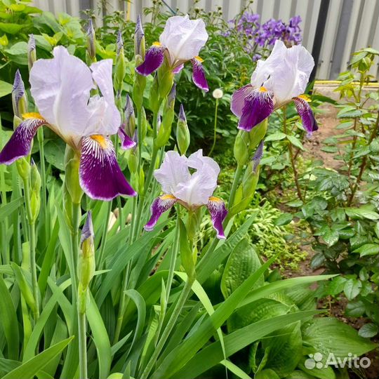 Ирисы