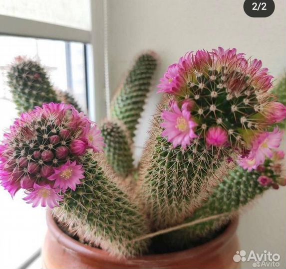 Кактус цветущий (детки)