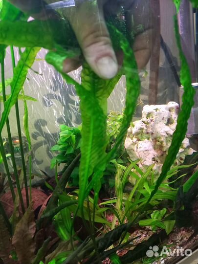 Криптокорина апоногетонолистная