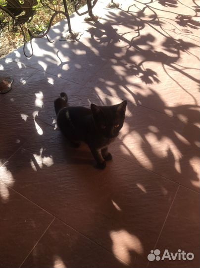 Черная британская девочка, бесплатно