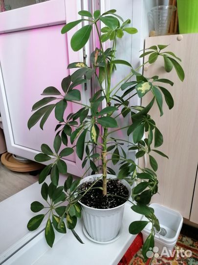 Домашние растения с горшком, торг уместен