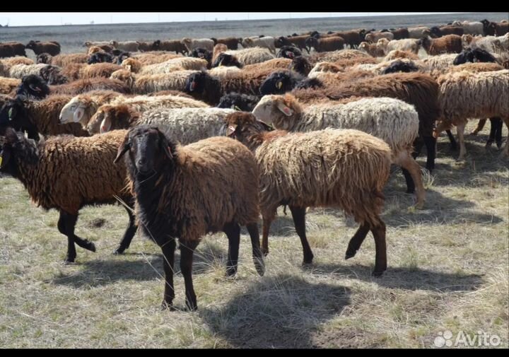 Ягнята баранчики