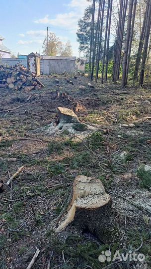 Валка деревьев