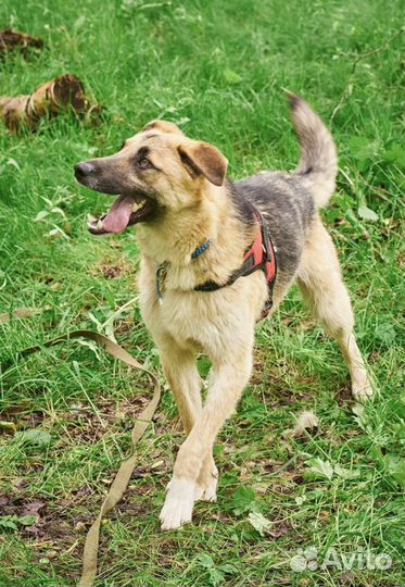 Собака в добрые руки отдам бесплатно