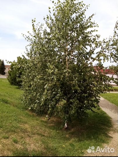 Саженцы березы