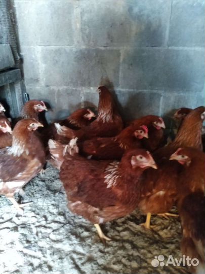Куры молодки