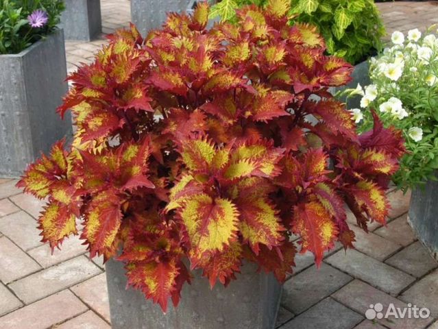 Колеус Хенна вегетативный