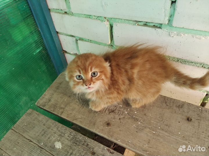 Кошка в дар