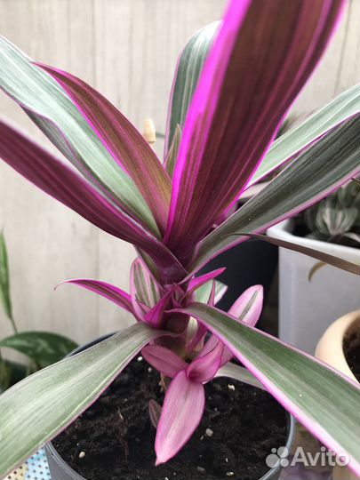 Традесканции