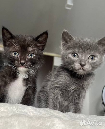 Отдам бесплатно котенка