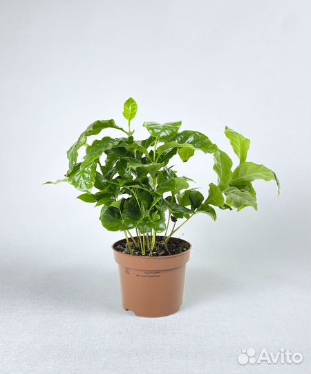 Кофе арабика 12 30