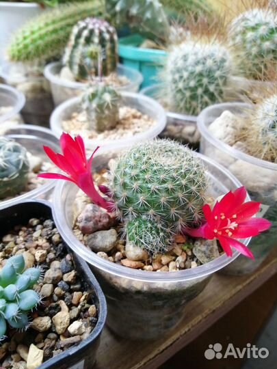 Кактусы и суккуленты в павильончике