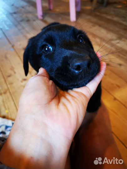 Продаю щенков