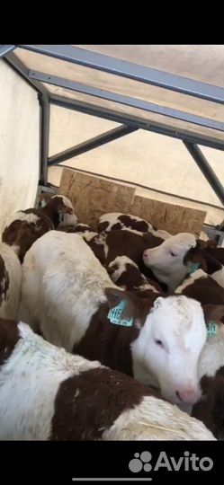 Бычки симменталы