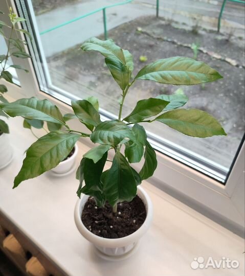 Лимон / Комнатные растения / Комнатное дерево