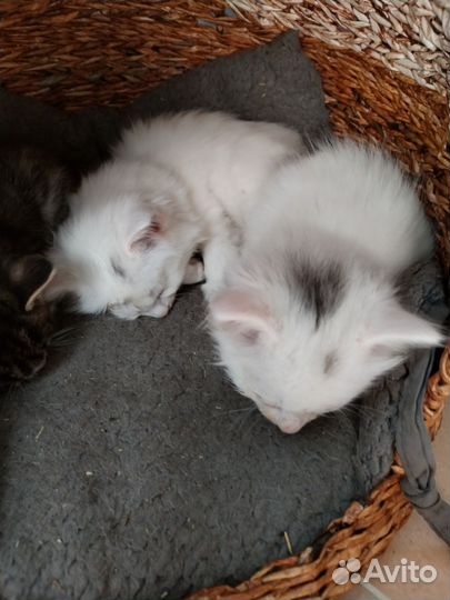 Кошечка в добрые руки