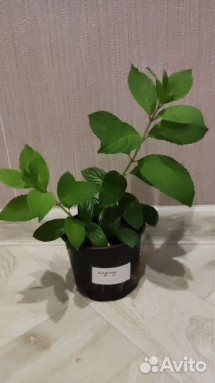 Гортензия киушу