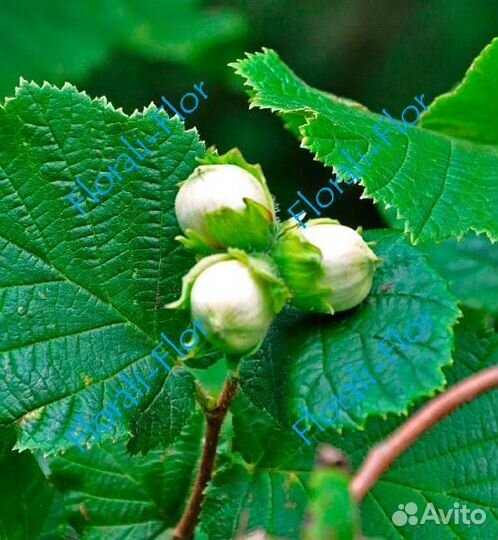 Фундук Каталонский