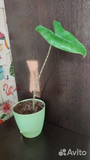 Алоказия Зебрина