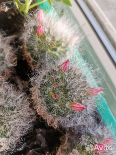 Кактус пушистик (Эспостоа)