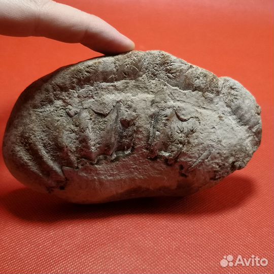 Окаменелость. Большой аммонит