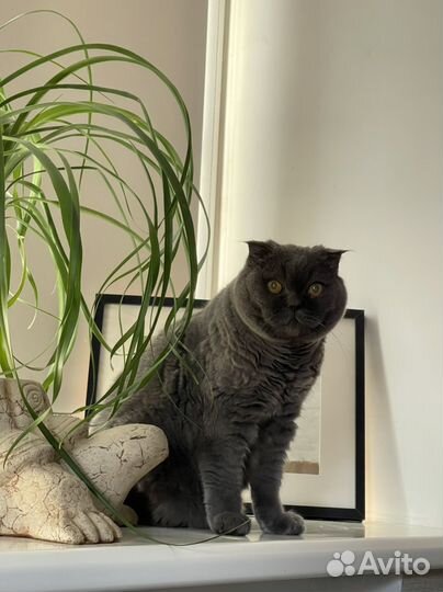 Вертикальный пылесос dyson v7