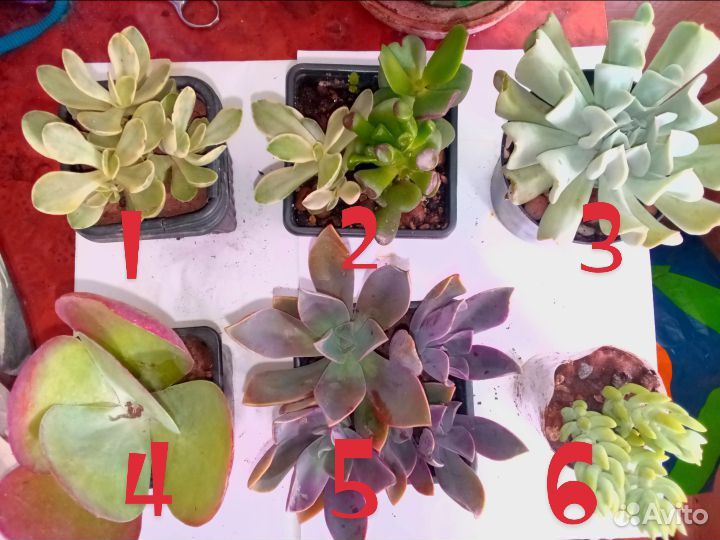 Суккуленты