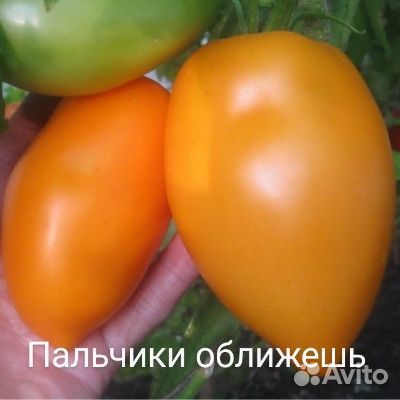 Рассада помидор, баклажан.Свердл.район
