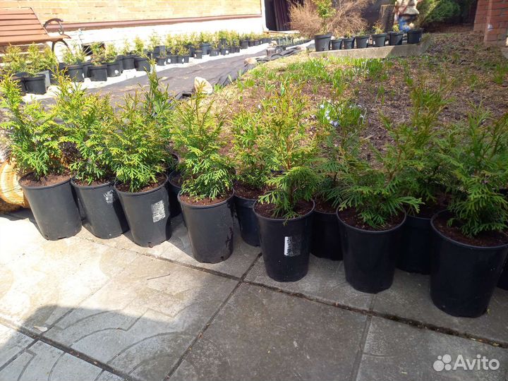 Туя смарагд