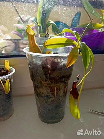 Непентес Reinwardtiana