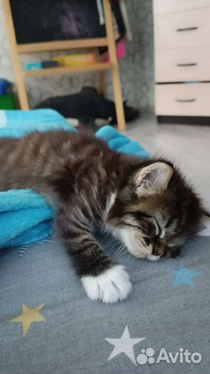 Кошки в добрые руки бесплатно