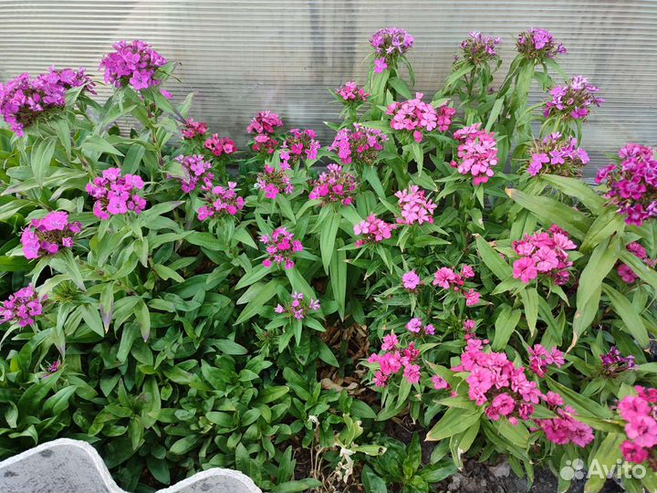 Турецкая гвоздика