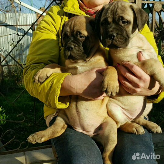 Девочки красавицы