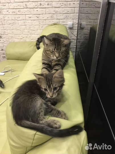 Котенок 2,5 месяца в добрые руки