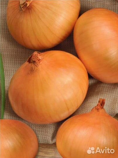Лук Репчатый Stuttgarter Risen Луковицы
